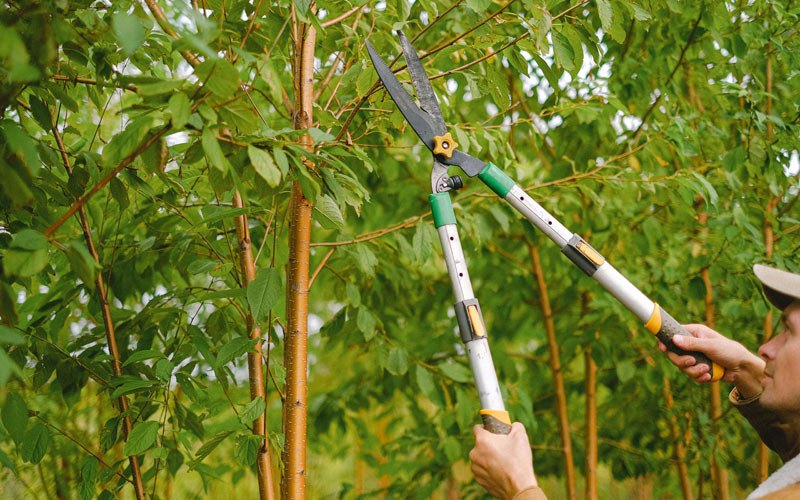 Tree trimming in Julesburg, CO